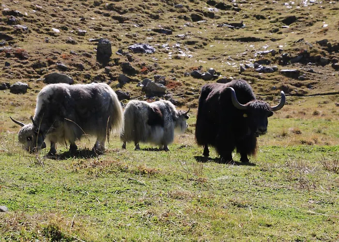 Alouette Apartamento *